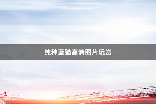 纯种蓝猫高清图片玩赏